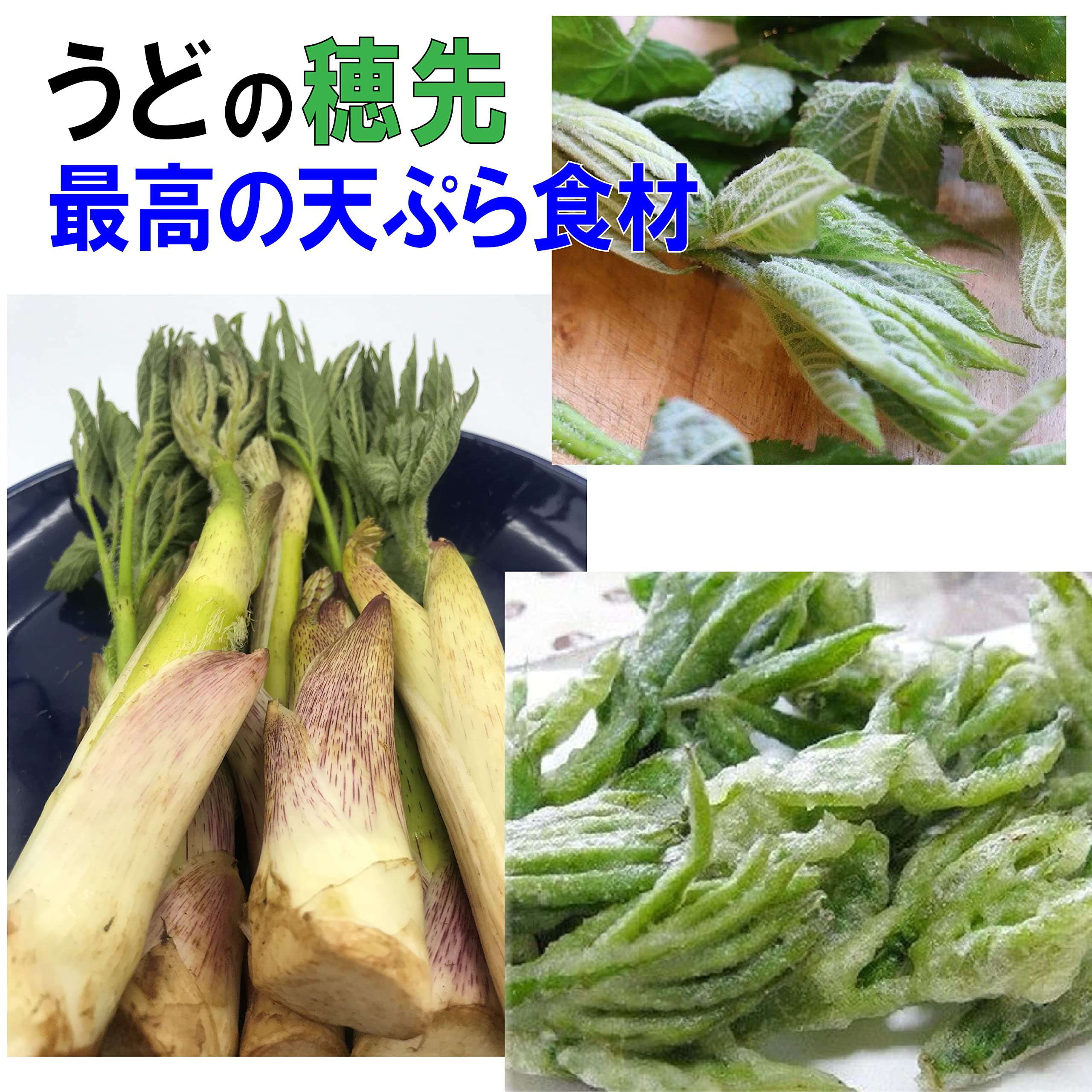 雪下天然こごみ天ぷら用山ウド Amazon.co.jp: 【冷蔵でお届け】［新潟うおぬま産］豪雪地帯の 天然